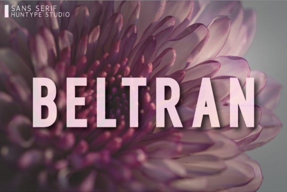 Beltran: The Elegant Sans Serif Font for Editors